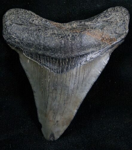 Megalodon Tooth - Peace River, Florida #7308